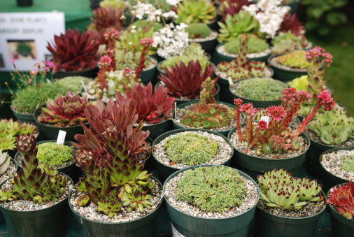 succulent plants in pots