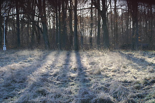 Morning frost stock photo