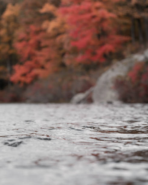 A closeup of a lake's surface in Harriman State Park, Autumn 2022.