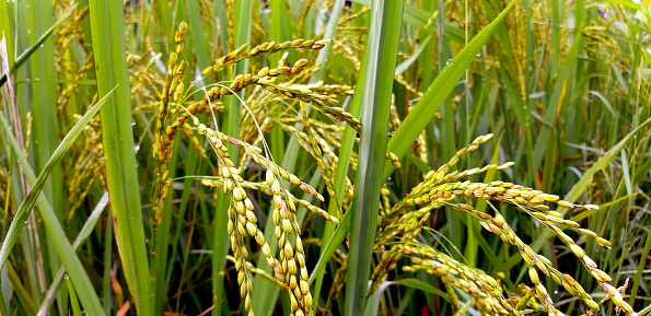 Rice field.Close-up to Indian rice seeds in ear of paddy.Close up of yellow green rice field.