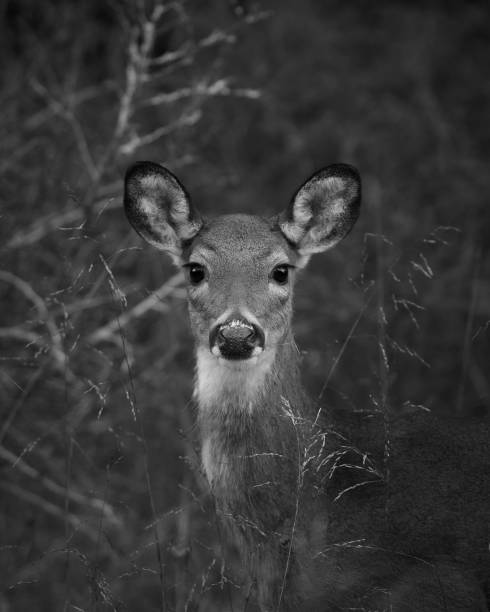 istock Close-up of Deer at Attention 1451566727