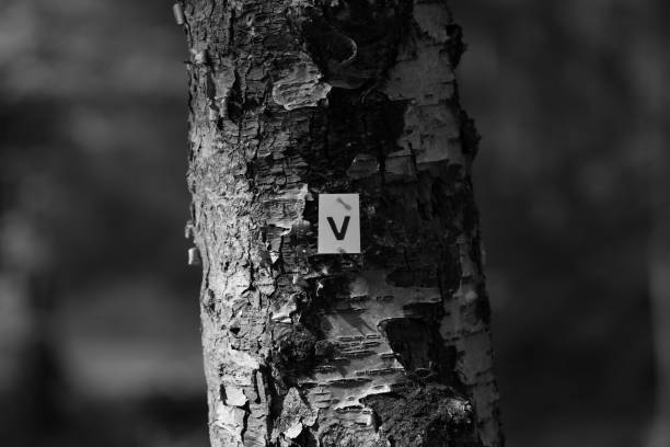 A close-up of the Victory trail marker on a tree in Harriman State Park.