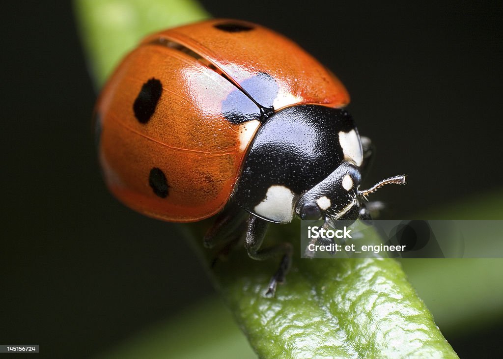 Coccinella su Rosmarino - Foto stock royalty-free di Coccinella