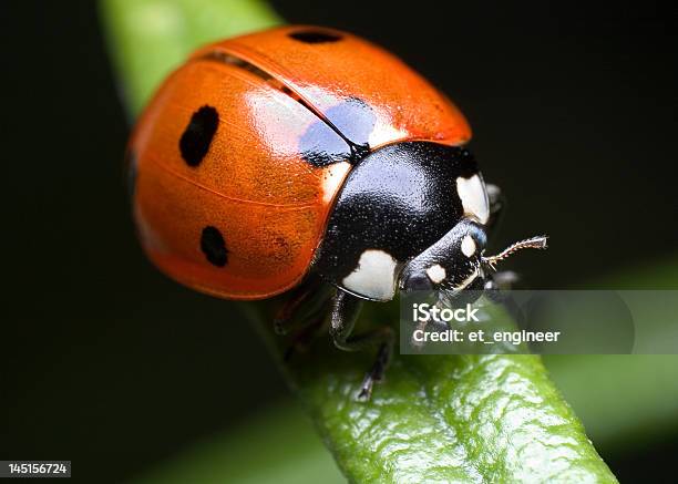 Ladybug On Rosemary Stock Photo - Download Image Now - Ladybug, Macrophotography, Beetle