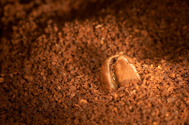 Coffee grain. stock photo
