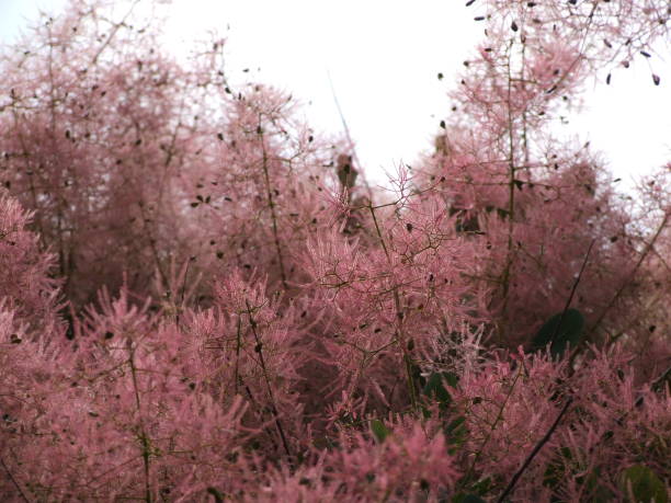 panículas roxo-rosadas de skumpia - european smoketree - fotografias e filmes do acervo