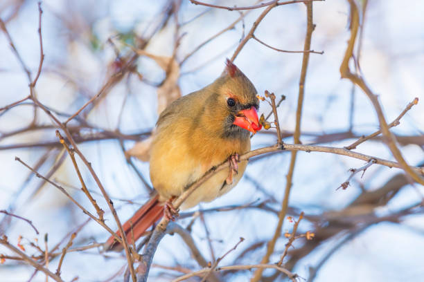 istock Female norther cardinal (Cardinalis Cardinalis) perched on a branch and feeding on a tree fruit 1451571158