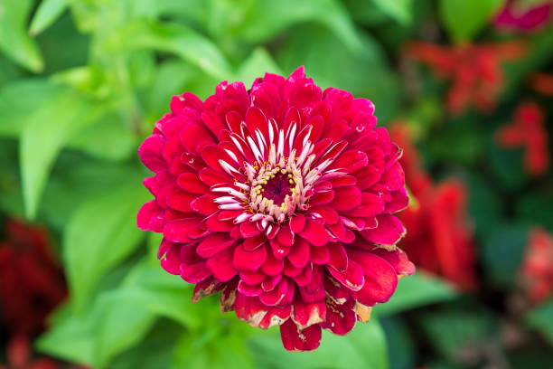 istock Elegant Zinnia flower head, Zinnia Elegans 1451571174