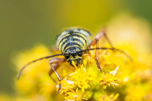 omacnica prosowianka (megacyllene robiniae) na nawłoci kanadyjskiej (solidago canadensis) - megacyllene robiniae zdjęcia i obrazy z banku zdjęć