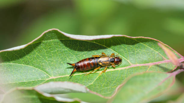 Athous haemorrhoidalis, a species of European and Asian click beetle, ready for take-off