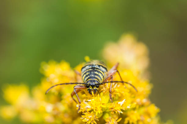 barrenador de la langosta (megacyllene robiniae) en la vara de oro de canadá (solidago canadensis - megacyllene robiniae fotografías e imágenes de stock