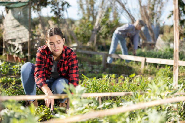 istock Positive young woman weeding vegetable beds with chopper while working in garden during daytime in April 1451572225