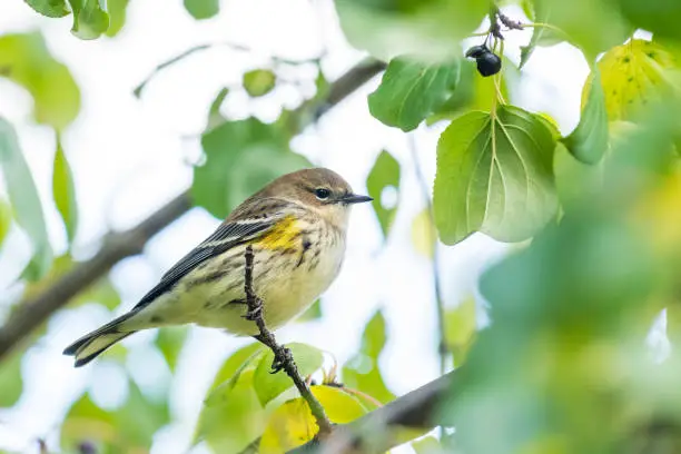 Photo of Myrtle warbler (Setophaga Coronata), yellow-rumped warbler perched on a branch