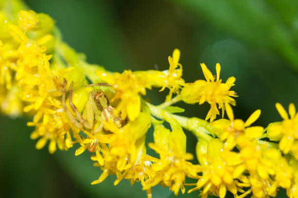 Northern Crab Spider (Mecaphesa Asperata) camouflaged on a Canada Goldenrod (Solidago Canadensis)