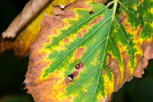 istock American Elm leaves (Ulmus Americana) with Bacterial Leaf Scorch (Xylella Fastidiosa) 1451572933