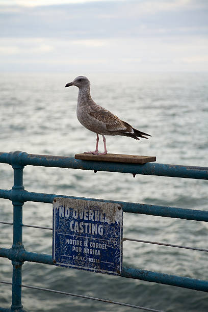 Gaviota en Santa Monica - foto de stock