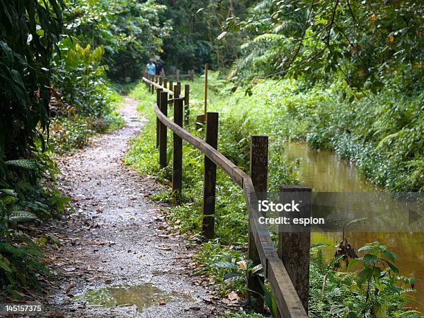 Selva Trilho - Fotografias de stock e mais imagens de Ao Ar Livre - Ao Ar Livre, Atividade Recreativa, Cerca