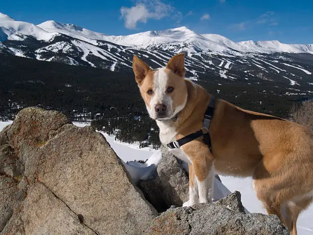 The Dog of the Mountain