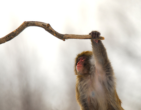 A Macaques monkey at the Minnesota zoo in winter studies a branch deciding what to do next. 		