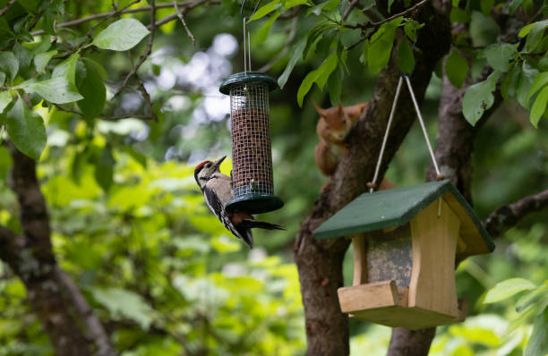 Great spotted woodpecker on bird feeder station in focus. Defocused in background a red squirrel on tree moving towards bird feeder house. Blurred natural background