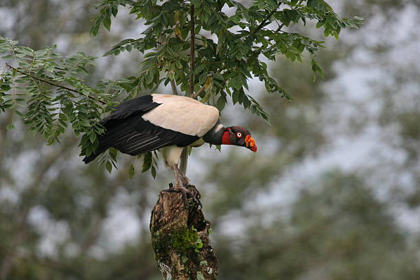 istock King Vulture in Costa Rica 145157601