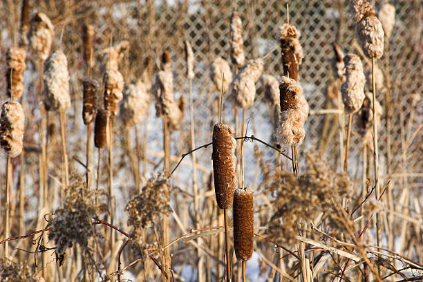 Urban Bullrushes stock photo