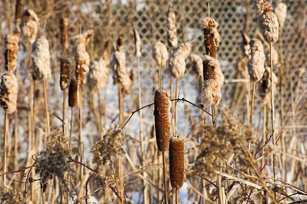 Photo of Urban Bullrushes