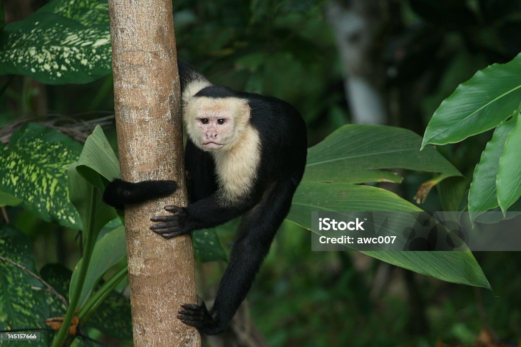 Branco confrontados Macaco Cebo situado na árvore - Foto de stock de Animal selvagem royalty-free