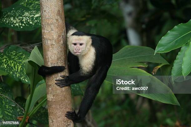 Foto de Branco Confrontados Macaco Cebo Situado Na Árvore e mais fotos de stock de Animal selvagem - Animal selvagem, Costa Rica, Exterior