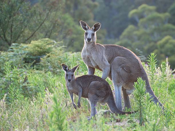 kangourous - great dividing range photos et images de collection