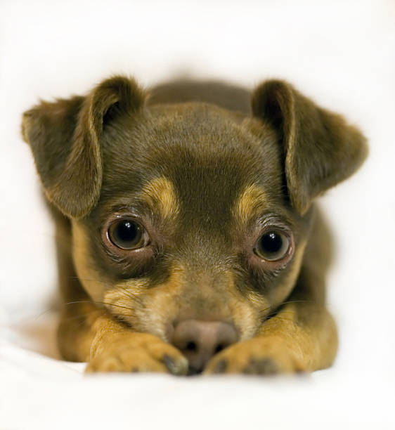 Toy-Terrier Frodo. stock photo