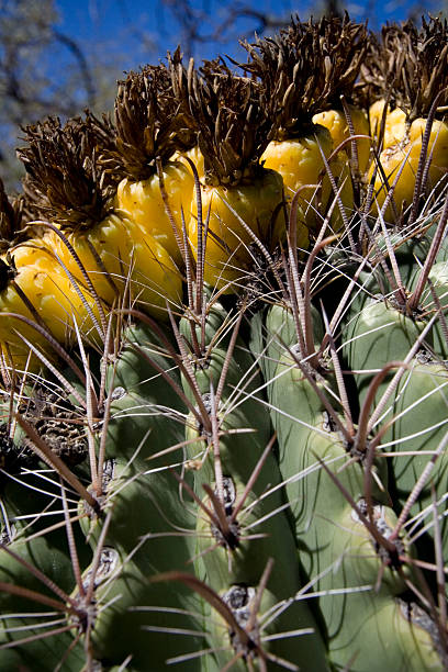 Barrel Cactus stock photo