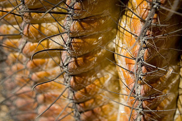 Saguaro Cactus Thorns stock photo