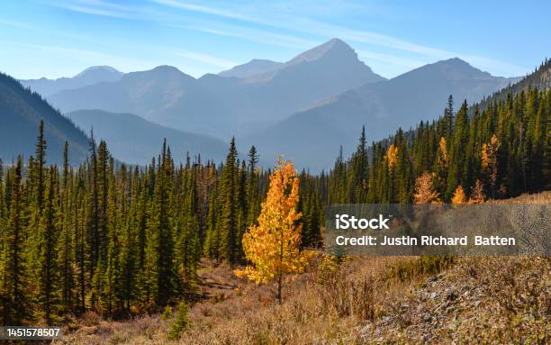 Bluerock Wildland Golden Tree Stock Photo - Download Image Now - Alberta, Autumn, Banff