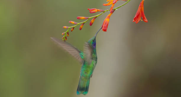 istock a lesser violetear hummingbird feeds crocosima flower 1451578723