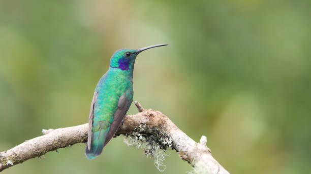 istock rear view of a lesser violetear hummingbird on a perch 1451578831