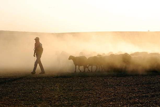 shepherd - gardien de moutons photos et images de collection