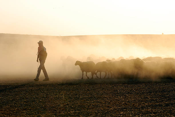 Shepard leading a herd of sheep shepherd at work shepherd stock pictures, royalty-free photos & images