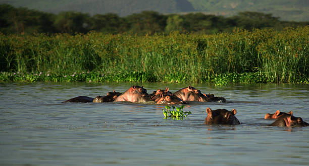 istock Family of Hippos 145158126