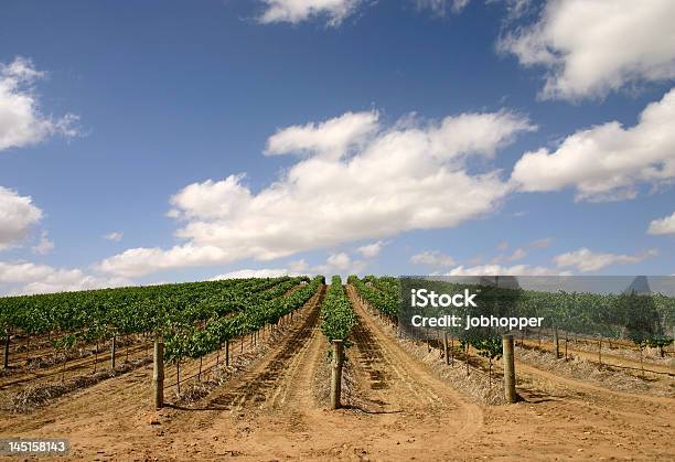 Photo libre de droit de Vignoble Australienlarge Vue banque d'images et plus d'images libres de droit de Admirer le paysage - Admirer le paysage, Agriculture, Aliment