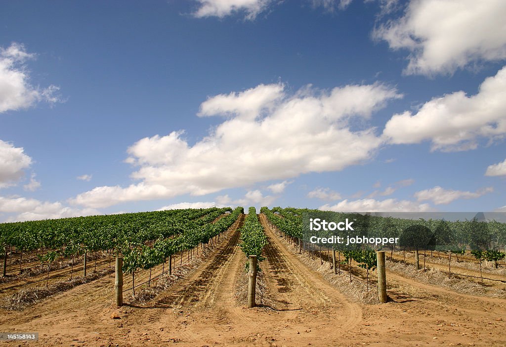 Австралийский Виноградник-шире видом - Стоковые фото Белый роялти-фри