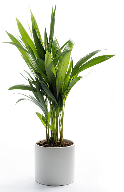 istock House Plant  - Yellow Butterfly Palm 145158252