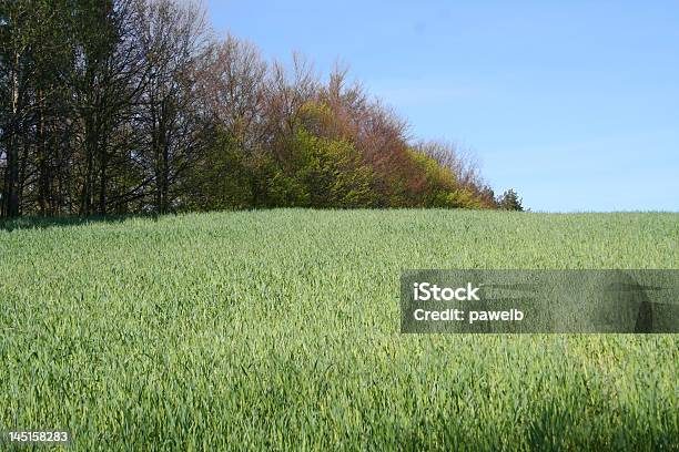 Gran Prado Con Algunos Árboles Foto de stock y más banco de imágenes de Aire libre - Aire libre, Ajardinado, Arbusto