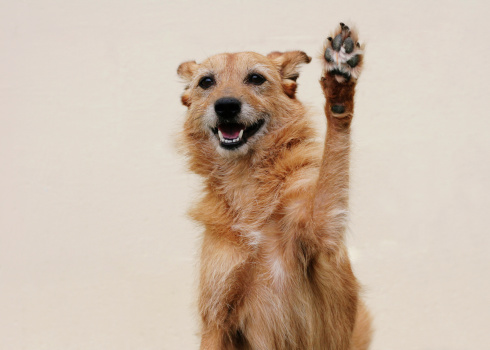 High five from a cute scruffy dog with a big smile! Cream wall background, shallow depth of field. Clever dog, the Bailey lightbox