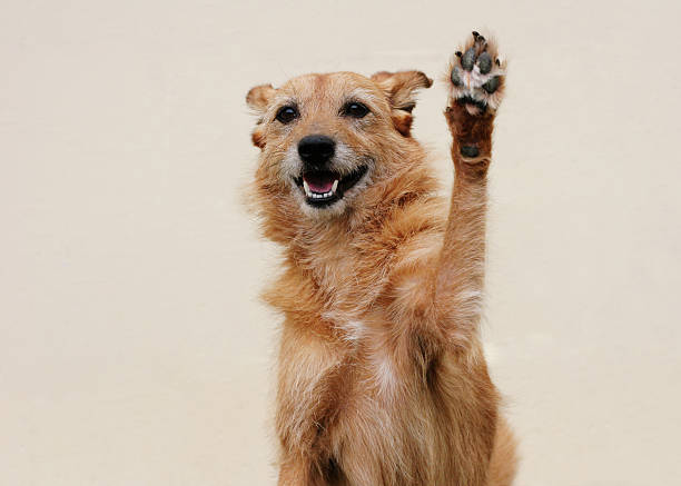 Happy dog doing high five High five from a cute scruffy dog with a big smile! Cream wall background, shallow depth of field. Clever dog, the Bailey lightbox paw stock pictures, royalty-free photos & images