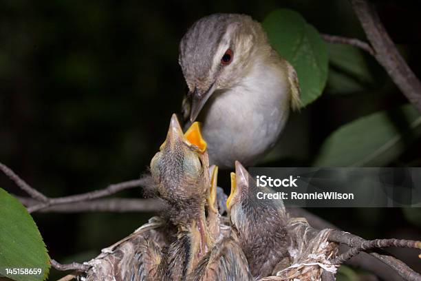 Alimentación De La Cría Foto de stock y más banco de imágenes de Canción de pájaro - Canción de pájaro, Pájaro Joven, Alimentar