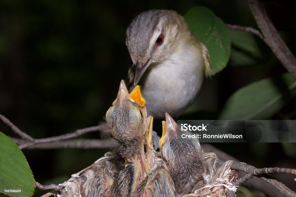 Alimentação a bela - Foto de stock de Canto de Passarinho royalty-free