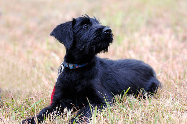 istock giant schnauzer puppy 145158819