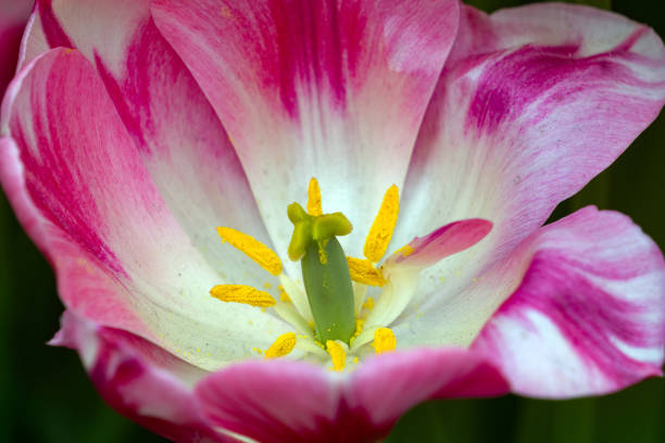 closeup of yellow and pink tulip flower