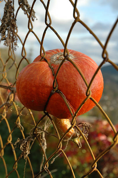 pumkin in a fence stock photo